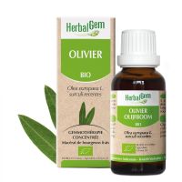 Olivier macérât 30ML BIO | Herbalgem